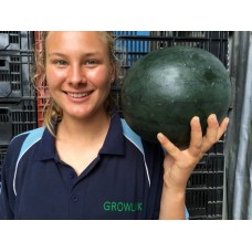 CANONBALL WATERMELON LARGE Size Gisborne Grown 